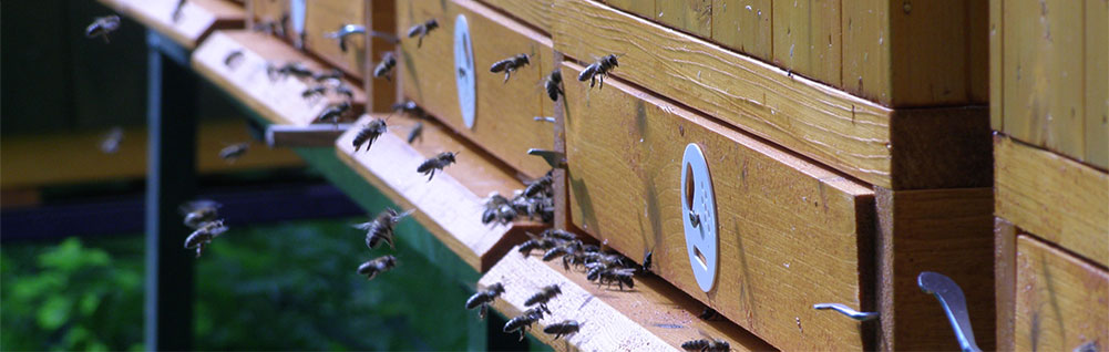 včelařství dvořák semtínek
